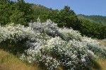 Deer Brush white & blue forms