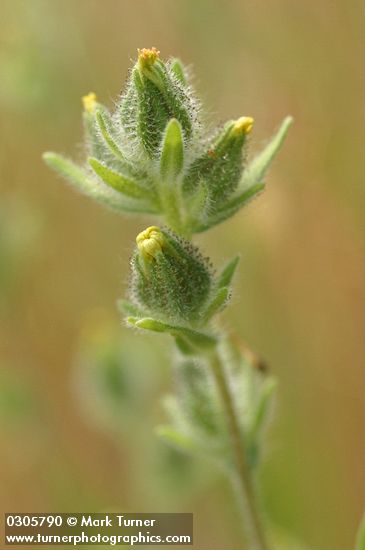 Madia gracilis