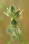 Common Tarweed flower heads detail