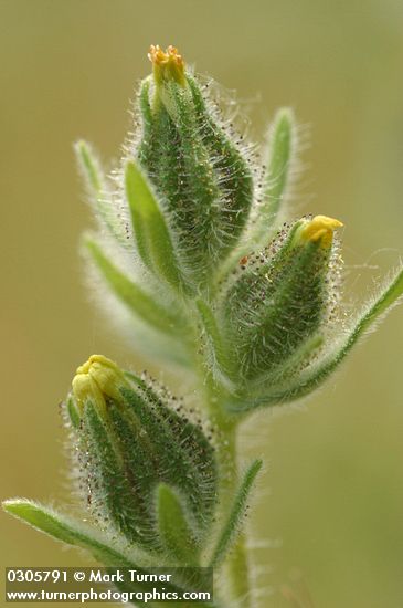 Madia gracilis