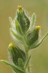 Common Tarweed flower heads extreme detail