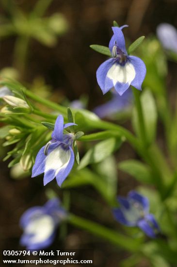 Downingia elegans