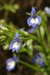 Showy Downingia blossoms detail