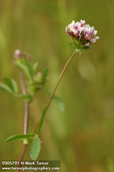 Trifolium variegatum