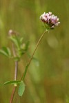 White-topped Clover