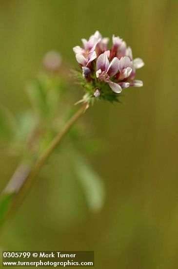 Trifolium variegatum