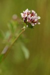 White-topped Clover blossom detail