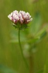 White-topped Clover blossom detail