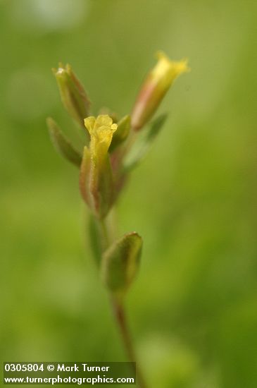 Mimulus breviflorus