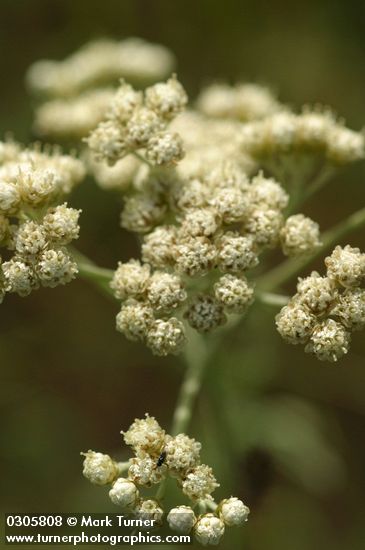 Antennaria luzuloides