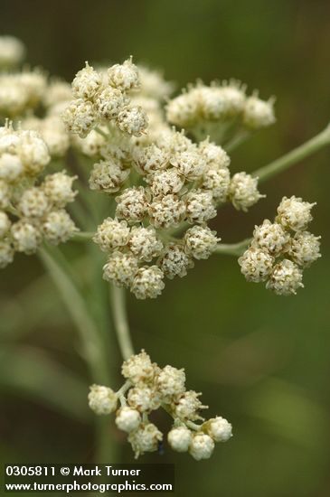 Antennaria luzuloides