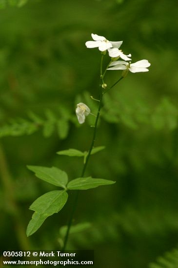 Cardamine angulata