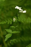 Angle-leaf Bittercress