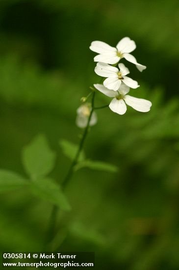 Cardamine angulata