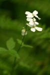 Angle-leaf Bittercress blossoms