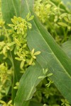 False Mermaidweed supported on Polygonum leaves