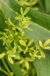 False Mermaidweed supported on Polygonum leaves