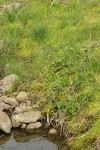 False Mermaidweed covers ground along small stream