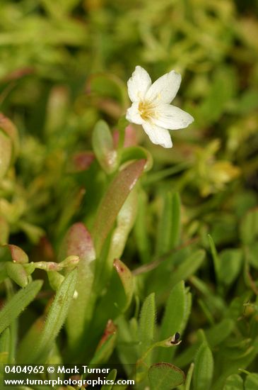 Montia chamissoi