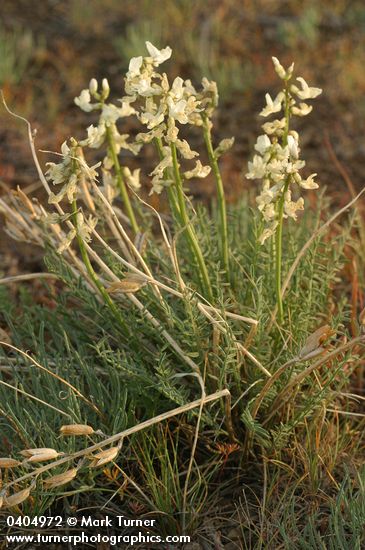 Astragalus reventiformis