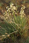 Yakima Milkvetch w/ previous year's seed pods