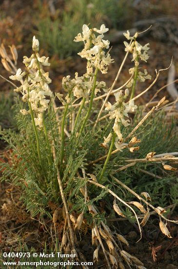 Astragalus reventiformis