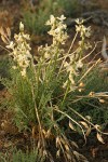 Yakima Milkvetch w/ previous year's seed pods