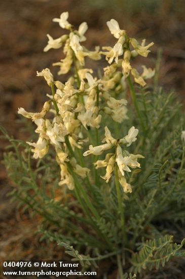 Astragalus reventiformis