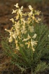 Yakima Milkvetch