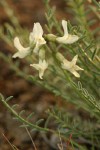 Yakima Milkvetch blossoms & foliage