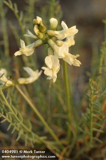Astragalus reventiformis