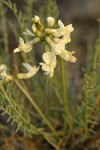 Yakima Milkvetch blossoms & foliage