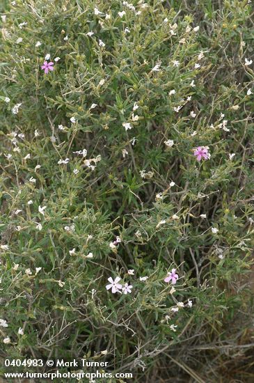 Phlox speciosa