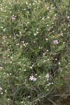 Showy Phlox at end of bloom