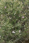 Showy Phlox at end of bloom