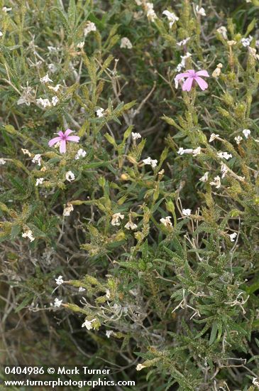 Phlox speciosa