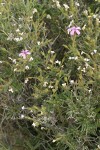 Showy Phlox at end of bloom with lingering blossoms