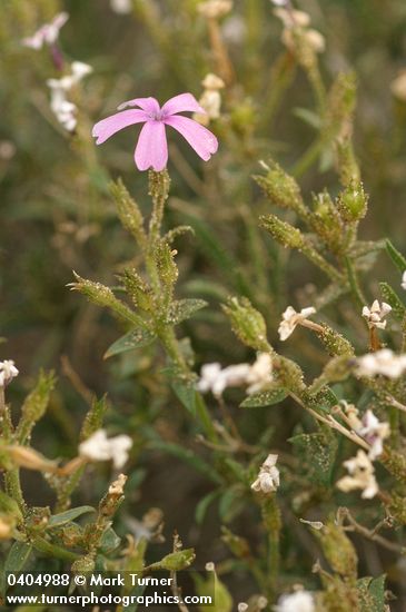 Phlox speciosa