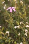 Showy Phlox at end of bloom with lingering blossom