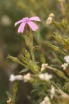 Showy Phlox at end of bloom with lingering blossom