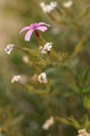 Showy Phlox at end of bloom with lingering blossom