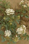 White Sand Verbena