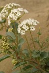 White Sand Verbena