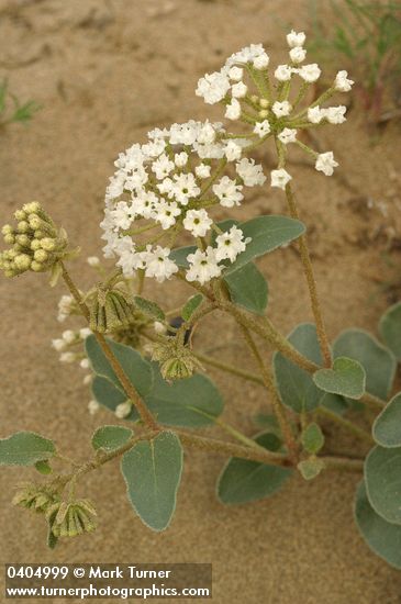 Abronia mellifera