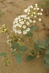 White Sand Verbena