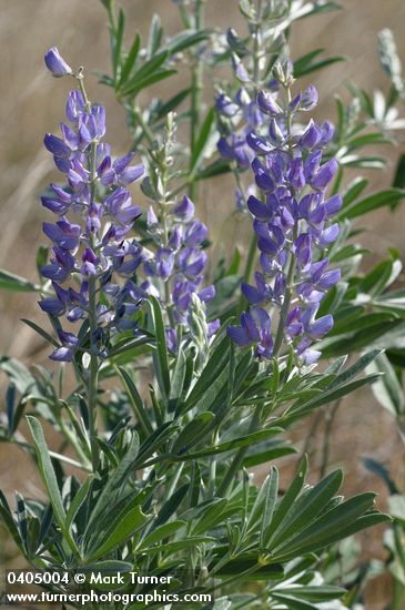 Lupinus rivularis