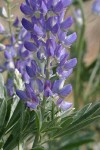 Streambank Lupine blossoms