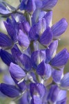 Streambank Lupine blossoms detail