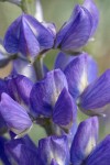 Streambank Lupine blossoms detail