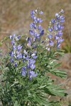 Streambank Lupine